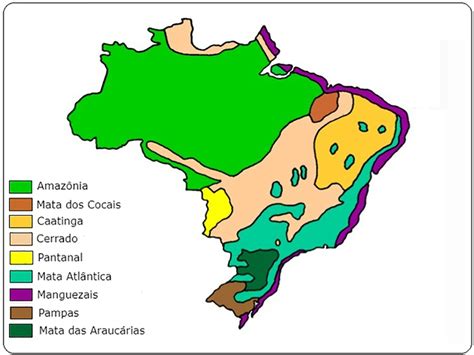 ecossistema brasileiro
